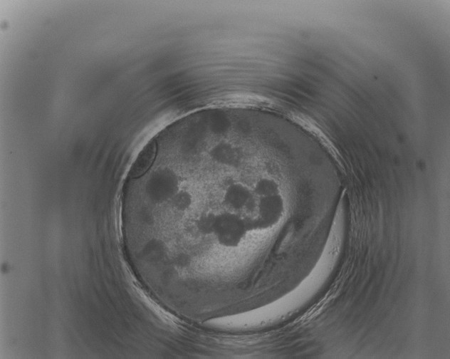 X0000066511083200603311723