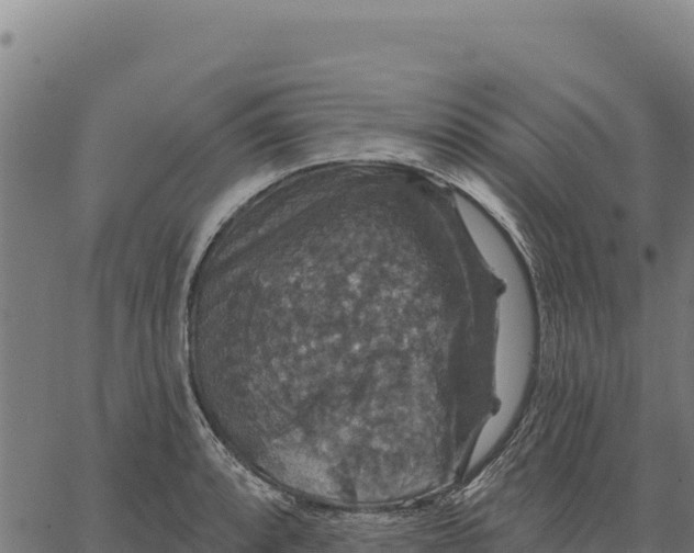 X0000066511088200603311723