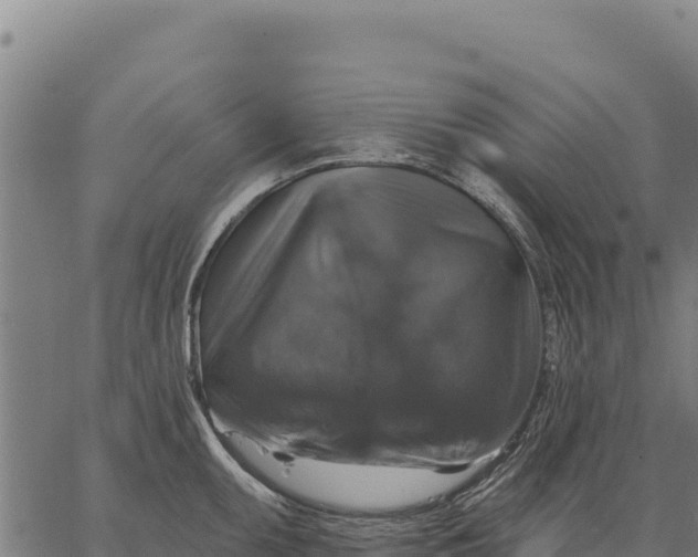 X0000066511095200603311723