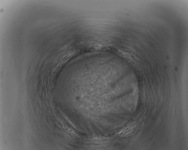 X0000066511105200603311722