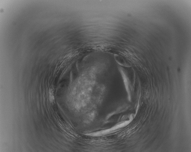 X0000066511106200603311722