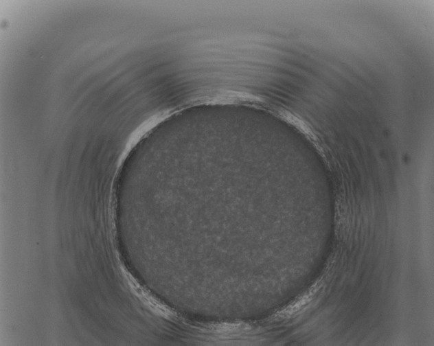 X0000066511122200603311723