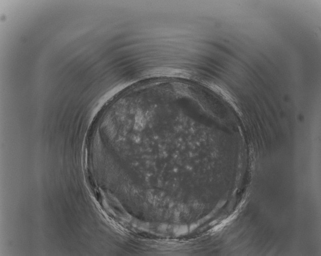 X0000066511125200603311723