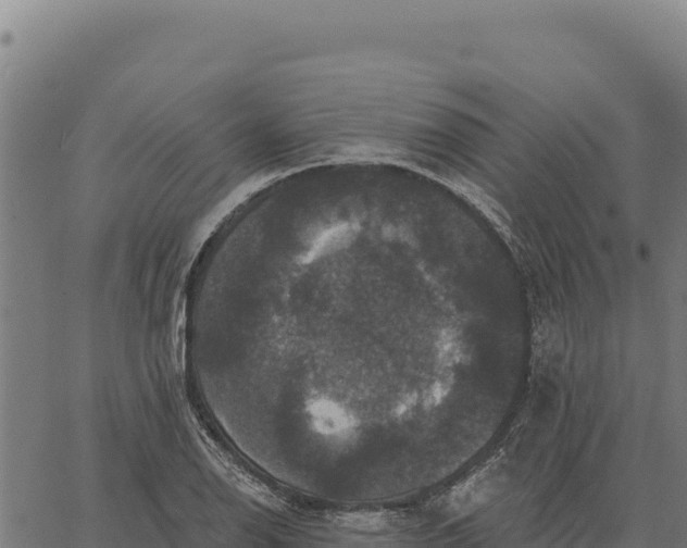 X0000066511126200603311723