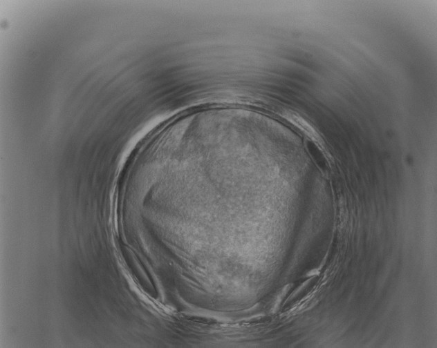 X0000066511128200603311723