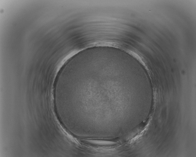 X0000066511133200603311723