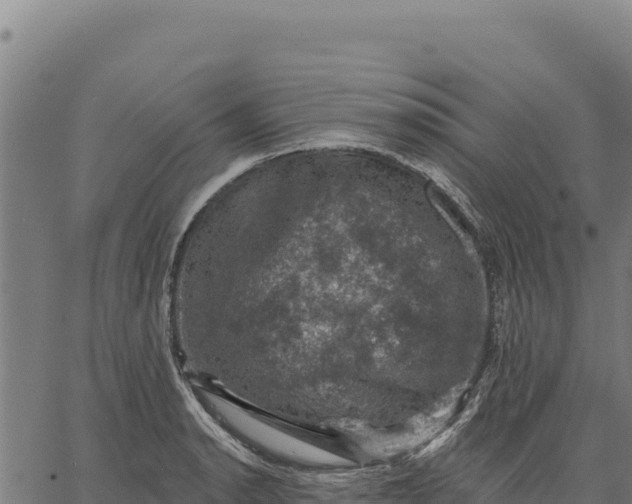 X0000066511134200603311723