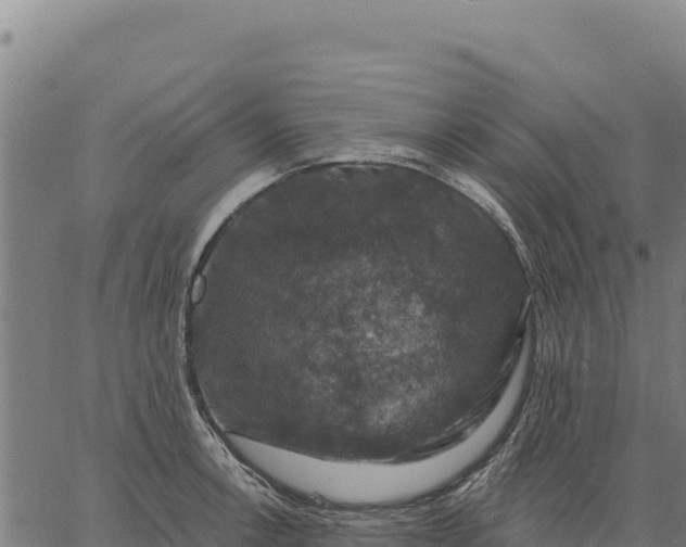 X0000066511138200603311723