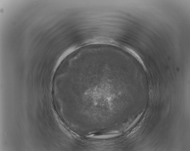 X0000066511146200603311723