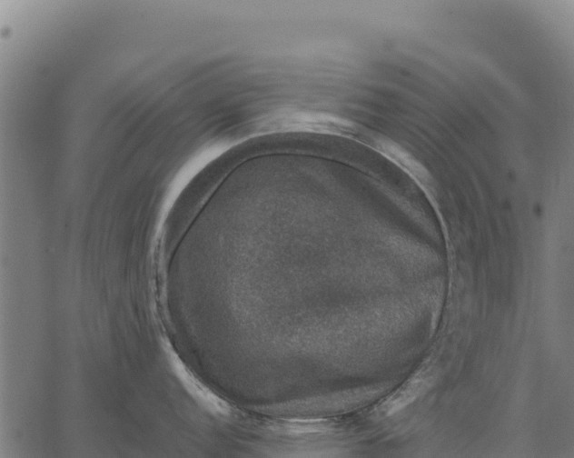 X0000066511152200603311723