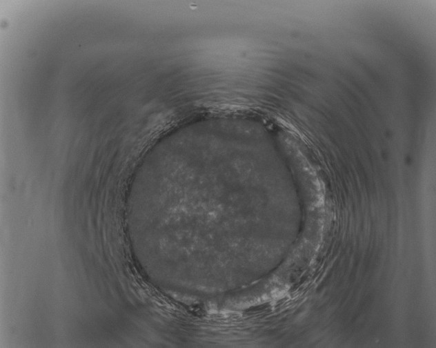 X0000066511153200603311722