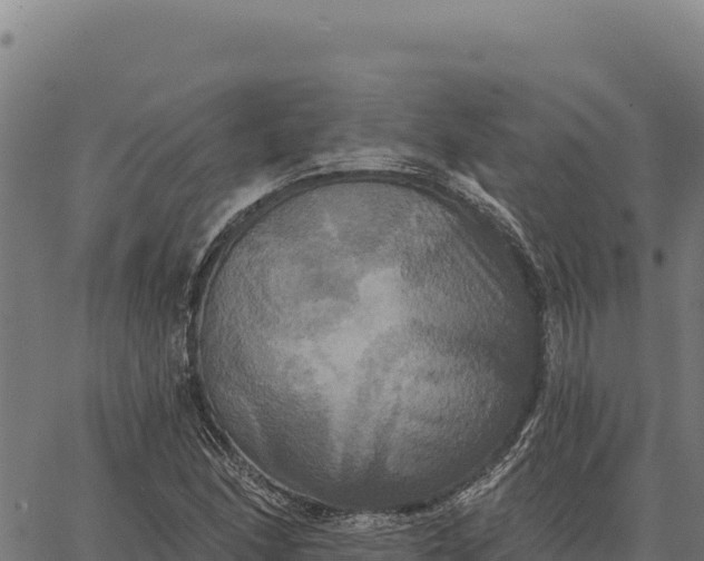 X0000066511166200603311722