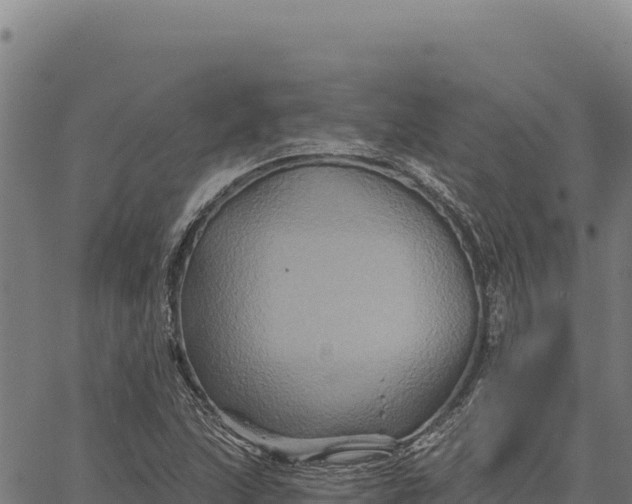 X0000066511215200603311721