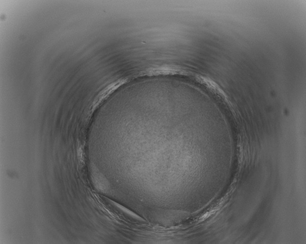 X0000066511217200603311721