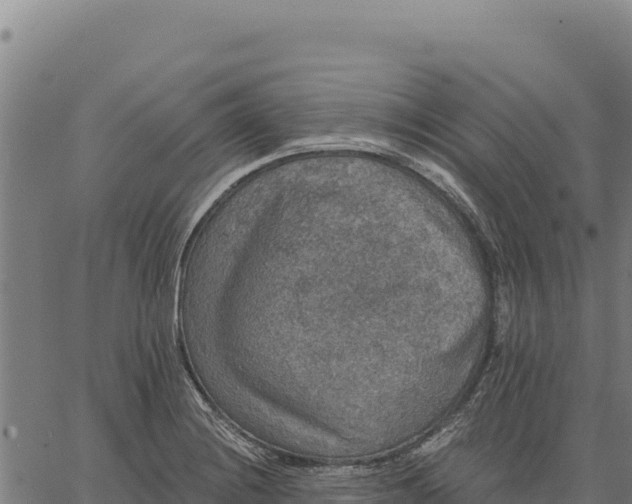 X0000066511228200603311721