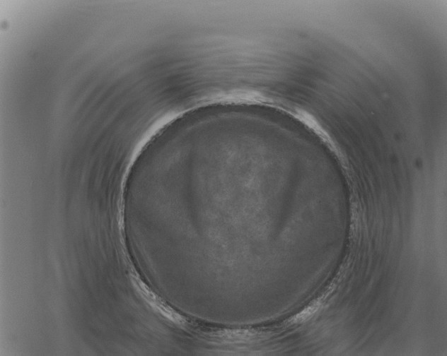 X0000066511232200603311721