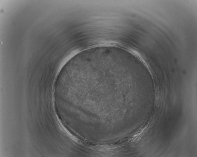 X0000066511235200603311721