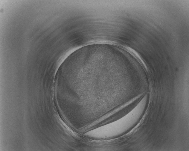 X0000066511244200603311721