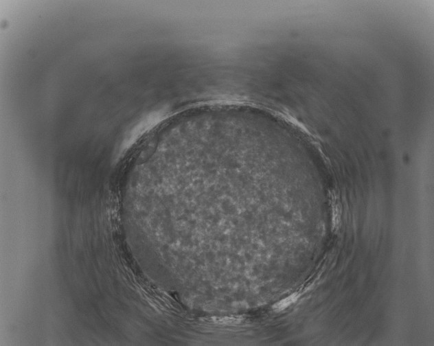 X0000066511255200603311721