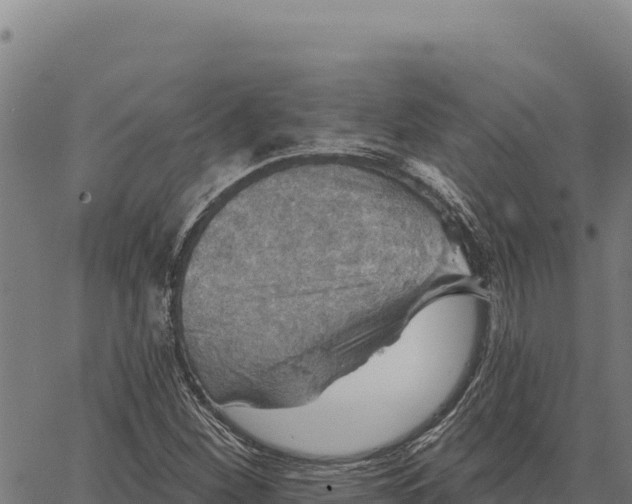 X0000066511260200603311721