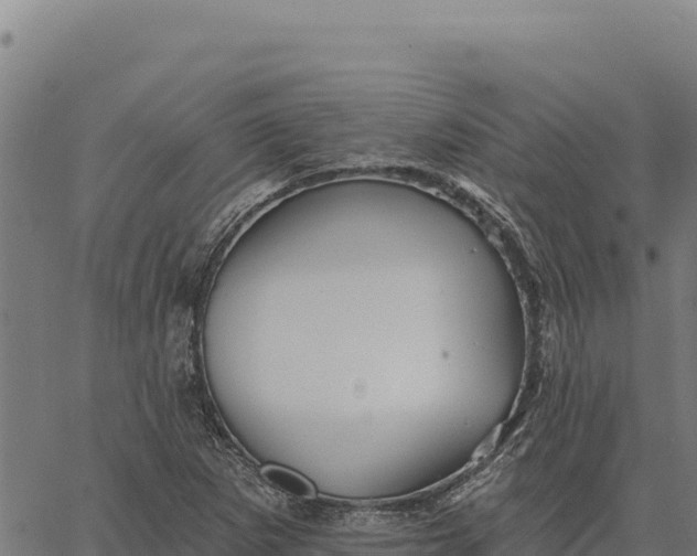 X0000066511265200603311720