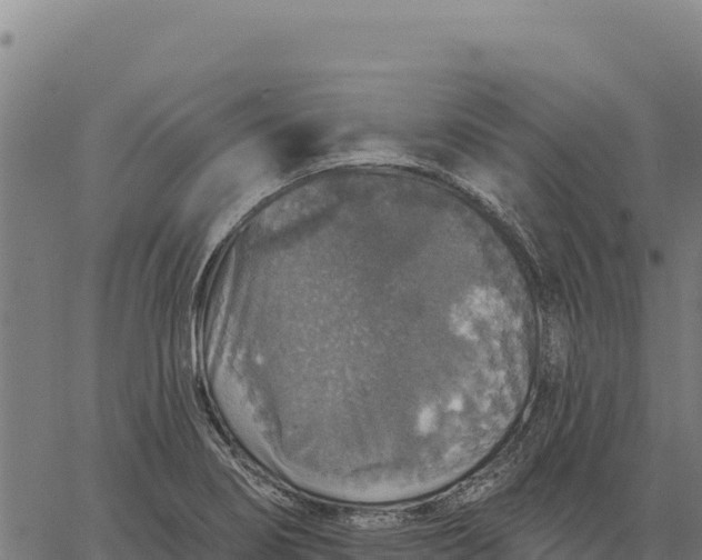 X0000066511274200603311720