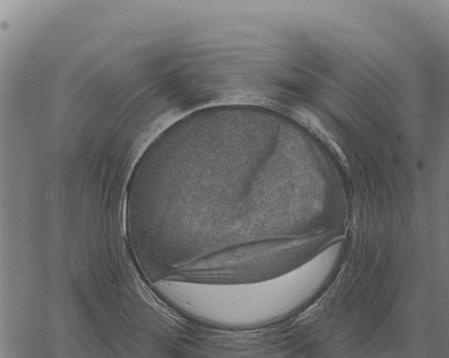 X0000066511276200603311720