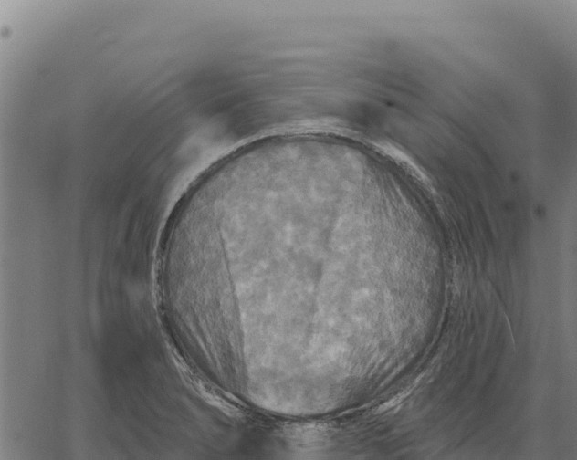 X0000066511278200603311720