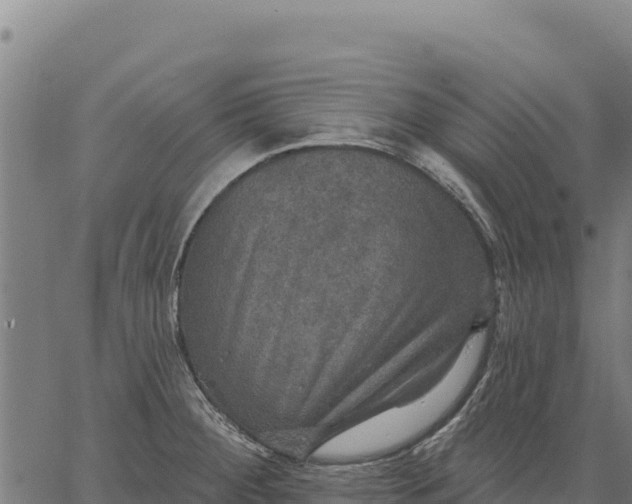 X0000066511284200603311720