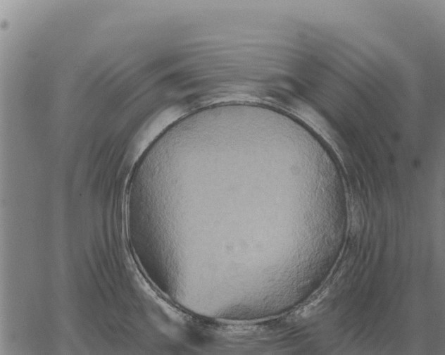 X0000066511290200603311720