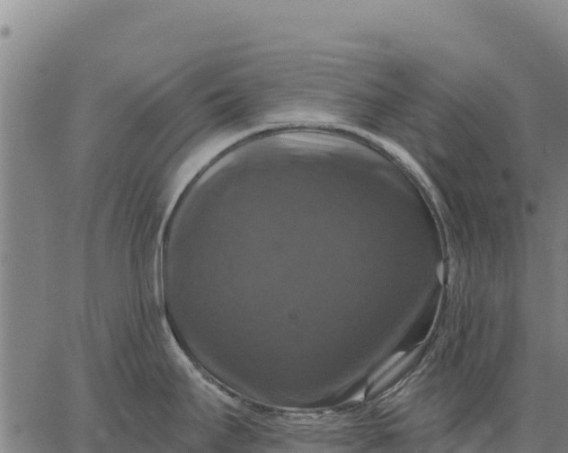 X0000066511295200603311720