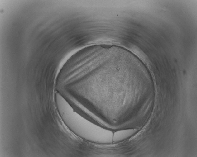 X0000066511296200603311720