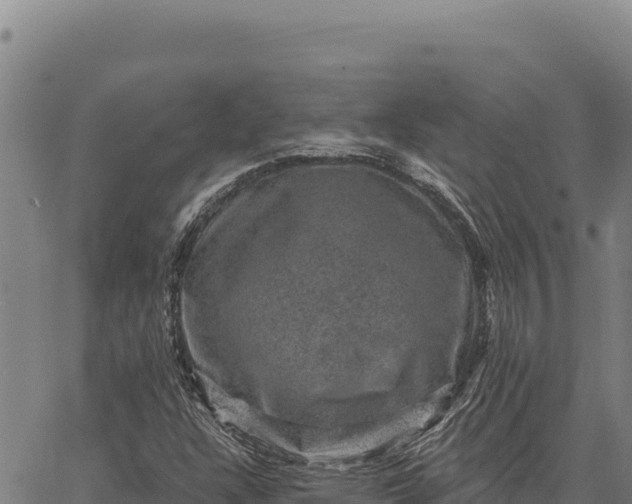 X0000066511304200603311719