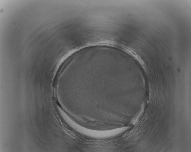 X0000066511316200603311719