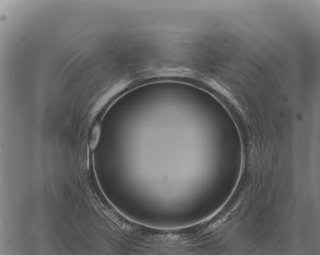 X0000066511317200603311719