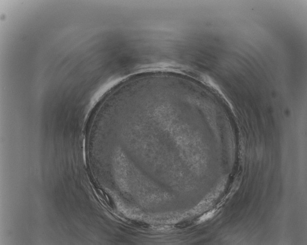 X0000066511320200603311720