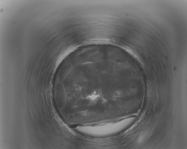 X0000066511325200603311720