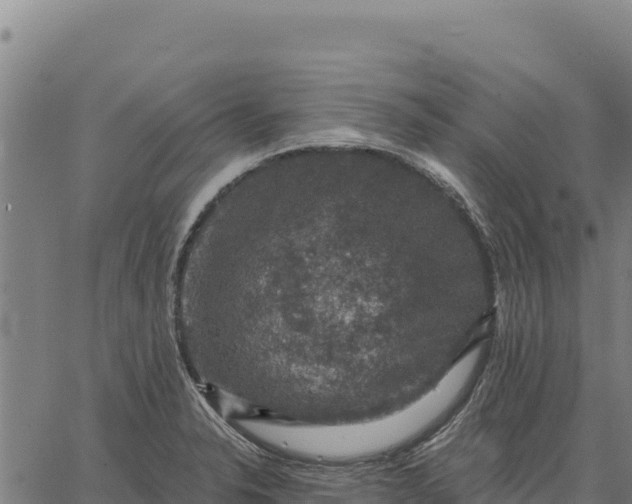 X0000066511326200603311720