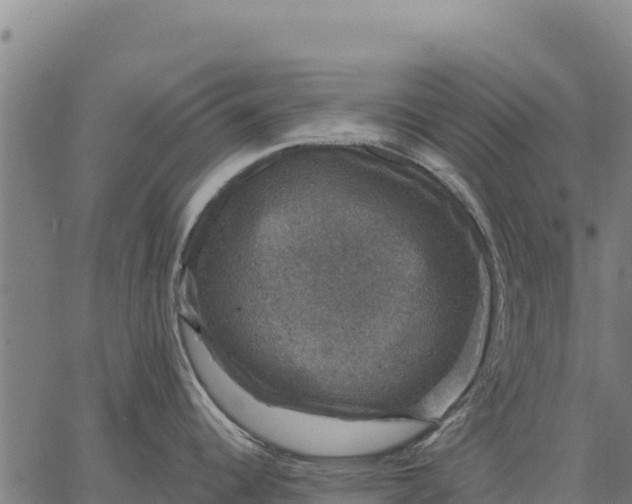 X0000066511344200603311720