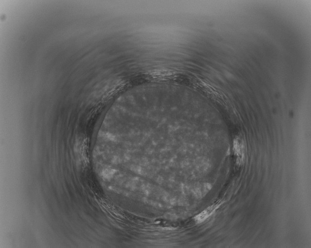 X0000066511346200603311719