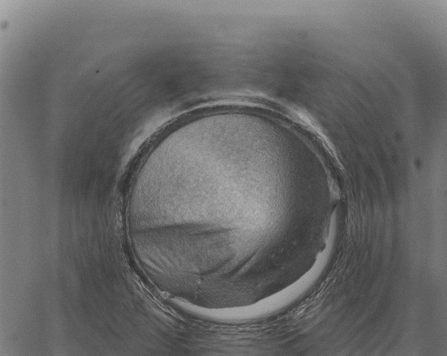 X0000066511360200603311719