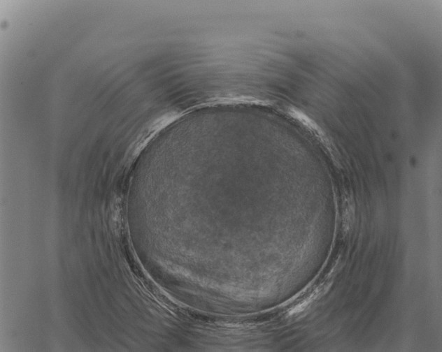 X0000066511361200603311719