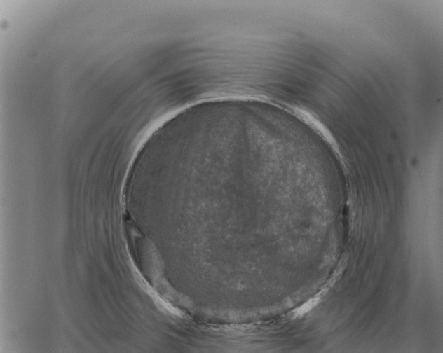 X0000066511380200603311719