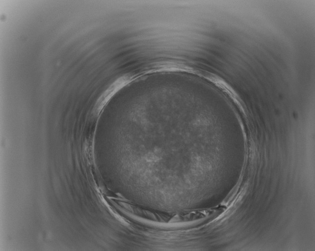 X0000066511385200603311718