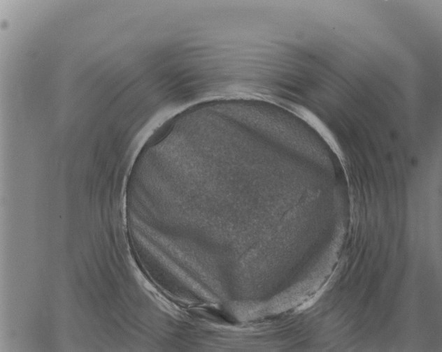 X0000066511388200603311718