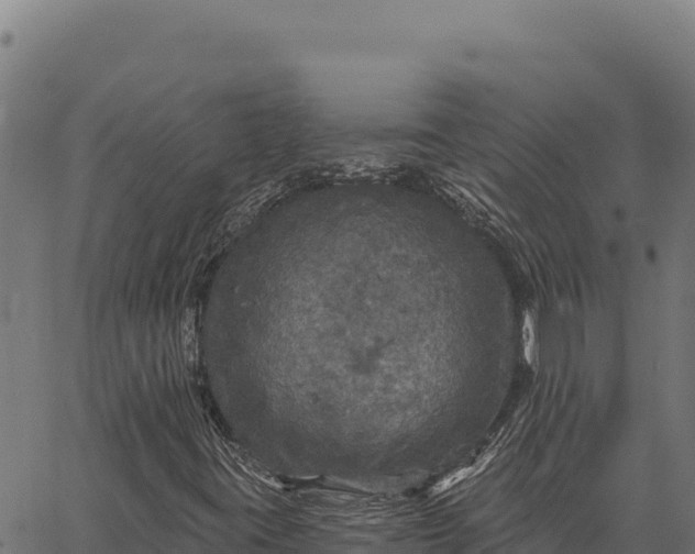 X0000066511395200603311718