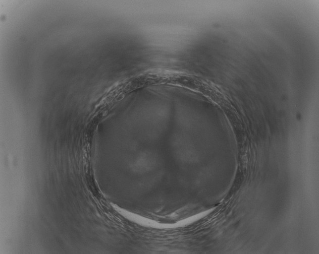 X0000066511397200603311718