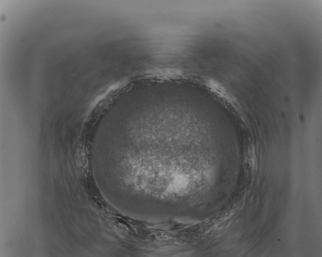 X0000066511398200603311718