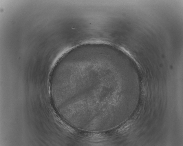 X0000066511408200603311718