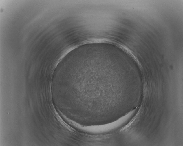 X0000066511417200603311718